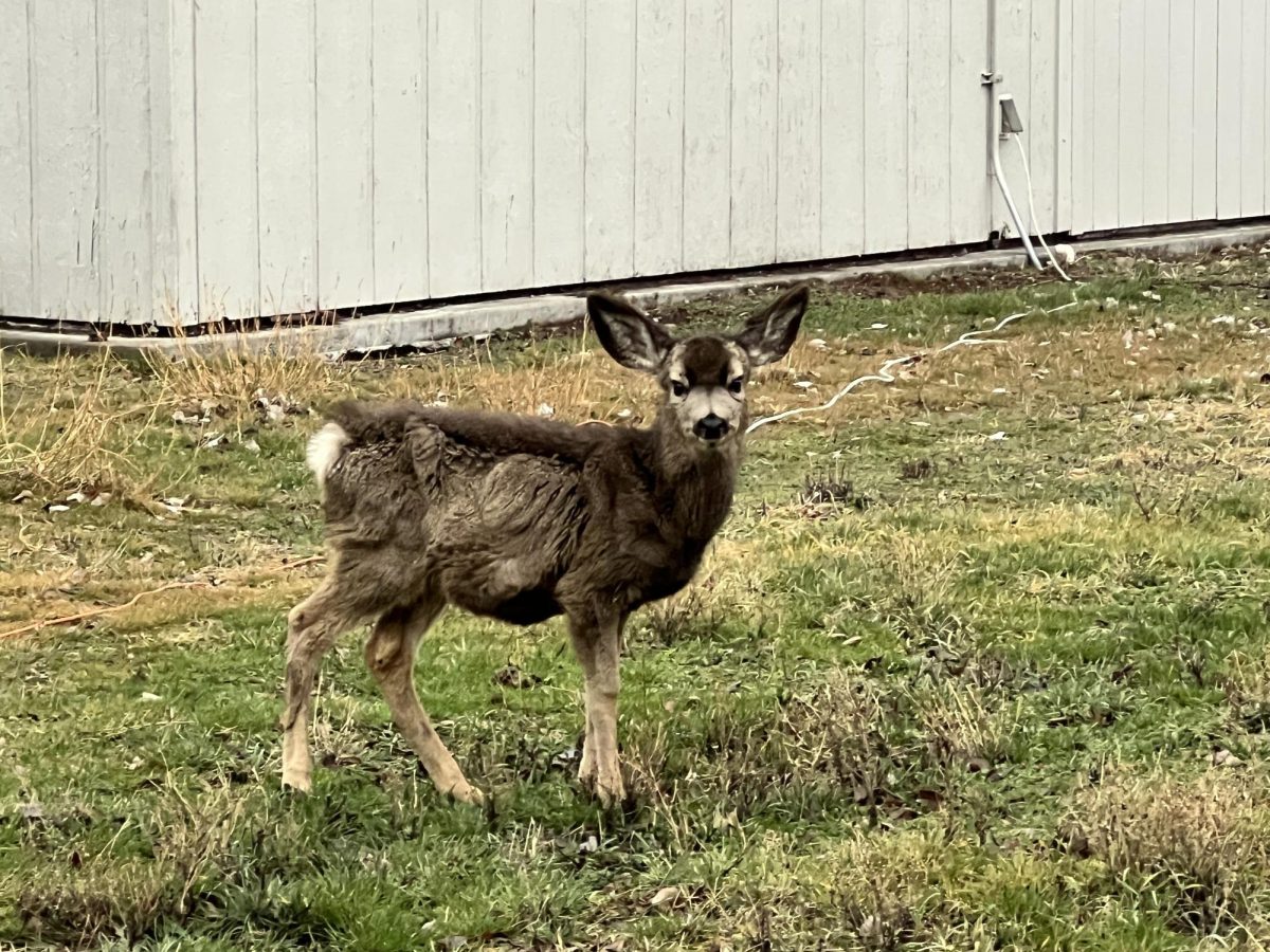 Baby Deer Brings Holiday Cheer