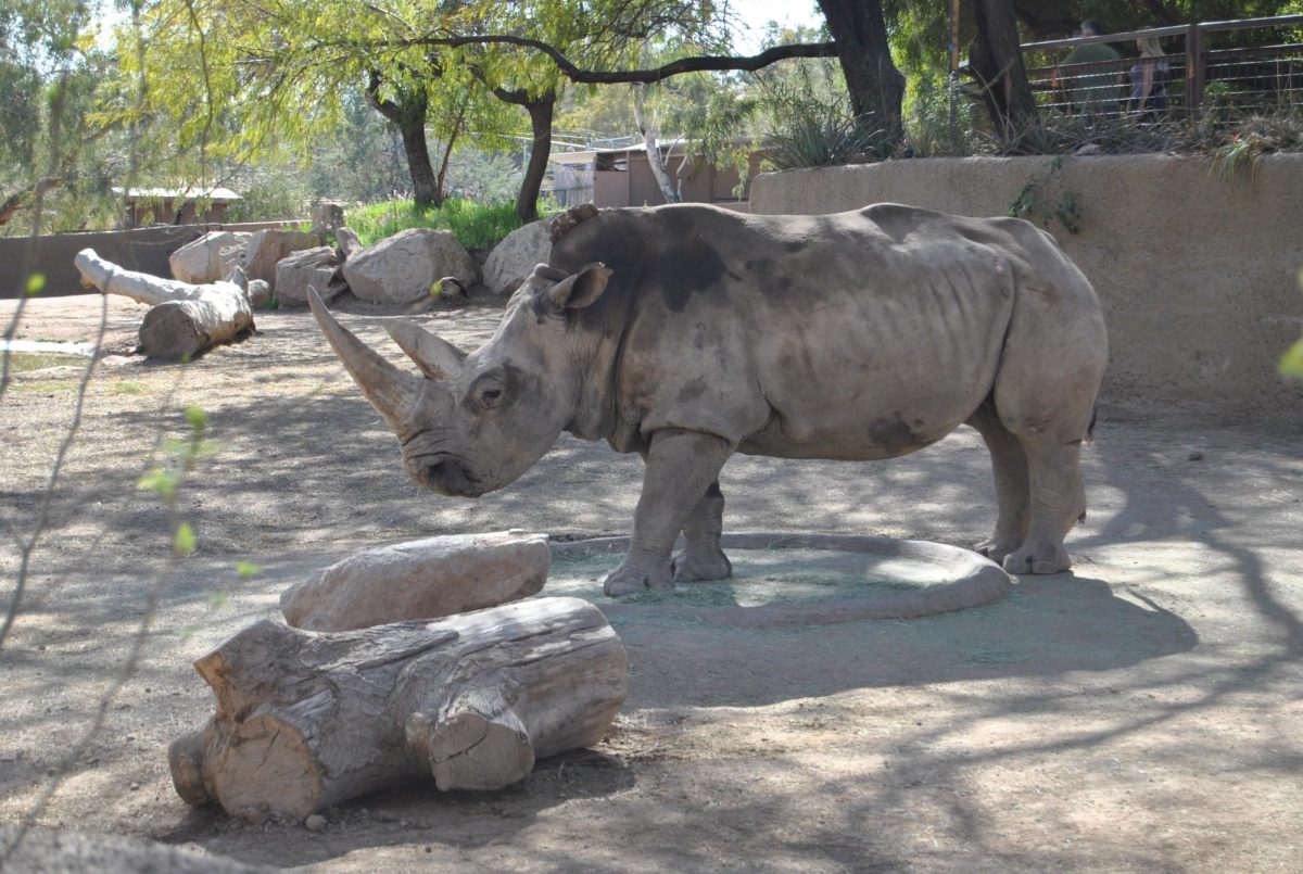 Wild Encounters at the Phoenix Zoo